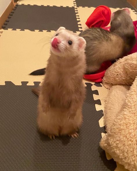 Ferret, Fur Babies, Cute Animals, Animals