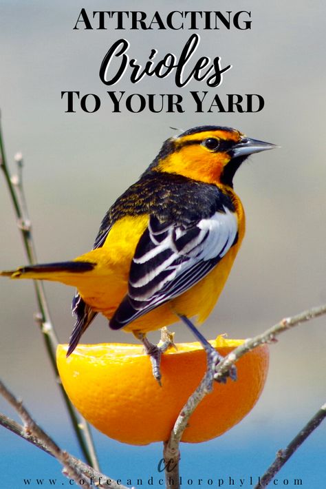 Diy Oriole Feeder, Oriole Bird Feeders Diy, Orioles Birds, Birdseed Feeders, Wild Birds Backyards, Oriole Bird Feeders, Baltimore Orioles Birds, Diy Hummingbird Feeder, Backyard Birds Watching