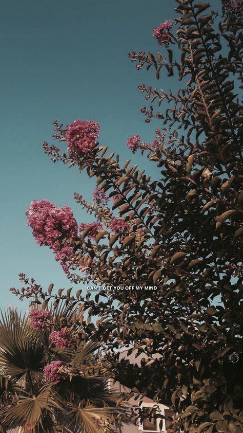 (@shawnwallpaper —ig) #shawnmendes #wallpaper #lockscreen #background Lockscreen Background, Shawn Mendes Wallpaper, Nature Iphone Wallpaper, Tumblr Backgrounds, Flowers Background, Nice Quotes, Wallpaper Iphone Quotes, Preppy Wallpaper, Instagram Wallpaper