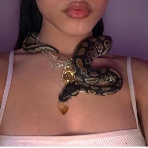 King Of Pride, Snake Terrarium, Pretty Snakes, Snake Girl, Cute Snake, Cute Reptiles, Python Snake, Pet Snake, Ball Python