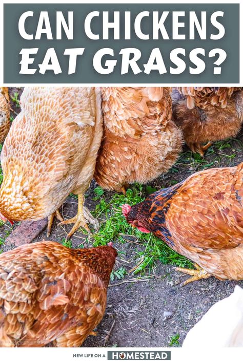 Yes, chickens can safely eat grass, and generally like it, but do make sure it wasn’t treated with pesticide. #chickens #homesteading Grass For Chickens, Taking Care Of Chickens, Raising Chickens 101, Heritage Chickens, Backyard Farm, Growing Grass, Fresh Cut Grass, Chicken Health, Chicken Eating