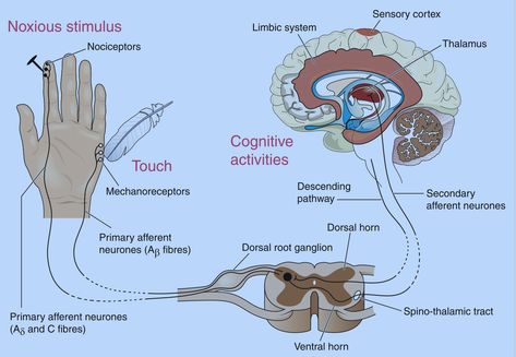 Following a peripheral nerve injury, knowing and assessing the recovery rate is essential. This blog post lists the order of sensory recovery and tips for evaluating. Peripheral Nerve Injury, Manual Muscle Testing, Dorsal Root Ganglion, Nerve Injury, Muscle Testing, Cognitive Activities, Sensory System, Peripheral Nerve, Limbic System