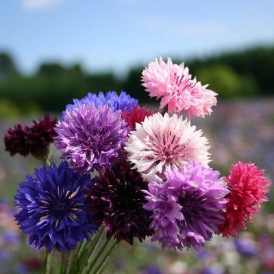 Bachelor Button Flowers, Wild Bees, Bachelor Buttons, Crop Production, Heirloom Vegetables, Pollinator Garden, Organic Seeds, Button Flowers, Edible Flowers