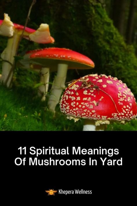 Mushroom Spells, Mushroom Meaning, Mushroom Meaning Witchcraft, Mushroom Spiritual Meaning, Mushroom Symbolism, Mushrooms In Yard, Spiritual Meaning Of Mushrooms, Mushroom Spiritual, Nature Signs