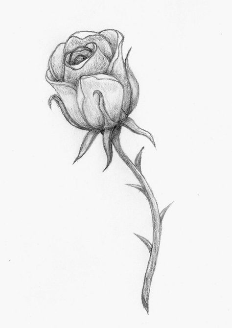 coole-bilder-zum-nachzeichnen-rose-zeichnen-blume-realitische-zeichnung-in-schwarz-grau Cool Pictures To Draw, Rose Tattoo Stencil, Easy Pencil Drawings, Rose Sketch, Drawing Hands, Drawing Faces, Pencil Drawings Easy, Rose Drawing, Roses Drawing