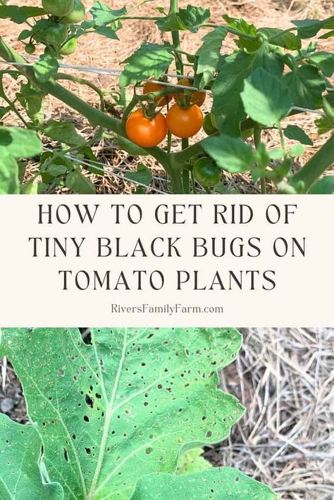 How to get rid of black bugs on tomato plants. Tomato Bugs, Patio Tomatoes, Organic Pest Control, Herbal Recipes, Pepper Plants, Garden Veggies, All Fruits, Bountiful Harvest, Home Vegetable Garden