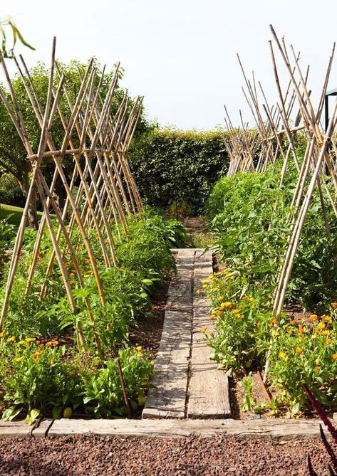 Bamboo tomato trellis Tomato Trellis, Painting Garden, Diy Garden Trellis, Bamboo Trellis, Diy Trellis, Potager Garden, Plants Growing, Bamboo Garden, Tomato Cages