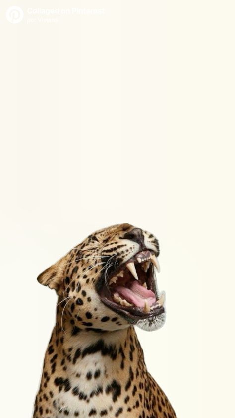 Jaguar Roaring, Collages Art, Collage Art, Jaguar, Collage, Pins, Art