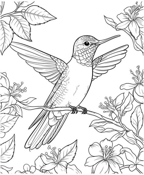 Hummingbirds Drawing, Hummingbird Coloring Pages, Hummingbird Clipart, Hummingbird Colors, Hummingbird Drawing, Outline Drawings, Hummingbirds, Pyrography, Adult Coloring Pages