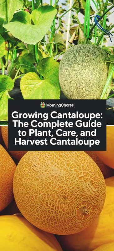 Cantaloupe Garden, Cantaloupe Growing, Quick Growing Plants, Planting Cantaloupe, How To Grow Cantaloupe, Grow Cantaloupe, The 5 W's, Growing Cucumbers Vertically, Homemade Insecticide