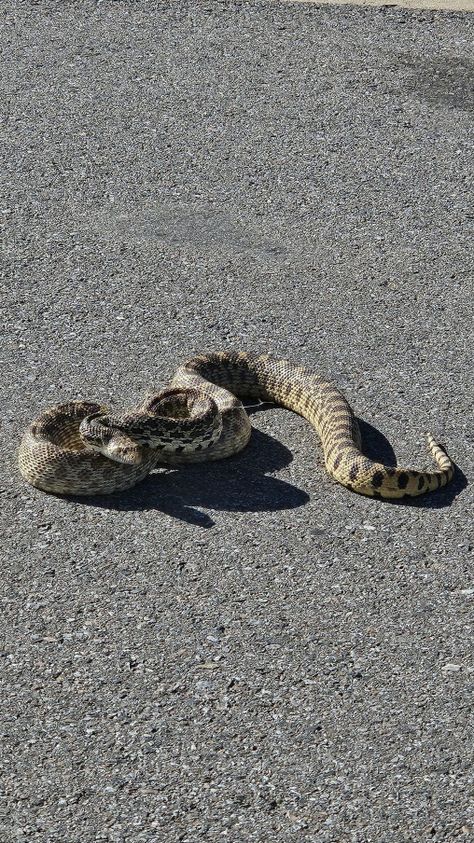 Bull Snake. NonV. Near Edmond Bull Snake, Aesthetic Snake, Texas Aesthetic, Sky Aesthetic, Texas