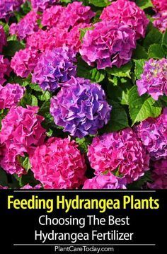 When choosing the best Hydrangea fertilizer - be careful feeding, too much fertilizer causes dense growth at the expense of flowers. [DETAILS] How To Fertilize Hydrangeas, Best Fertilizer For Hydrangeas, When To Fertilize Hydrangeas, Feeding Hydrangeas, Fertilizer For Hydrangeas, Hydrangea Fertilizer, Hydrangea Plant Care, Hydrangea Plant, Flower Fertilizer