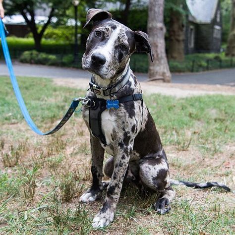 Bam-Bam, Catahoula/Pit Bull mix (5 m/o), Central Park, New York, NY • "We… Foster Puppies, Photo Documentary, Catahoula Leopard, Pit Bull Mix, Catahoula Leopard Dog, Pitbull Puppy, Manifestation Board, Pitbull Mix, Central Park