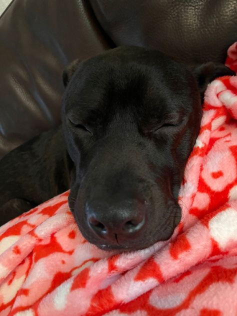 #pitbull #rescuedog #labpitmix #valentines #blacklab Black Lab Pitbull Mix Dogs, Black Lab And Pitbull Mix Dogs, Shifting Inspiration, Pitbull Lab Mix, Pitbull Lab, Lab Pit Mix, Tyler Core, Black Pitbull, Pitbull Mix