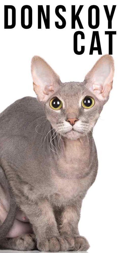 Donskoy Cat - The Fascinating Hairless Cat Breed Donskoy Cat, Unusual Cats, Cat Breeding, Cat Breeds Hypoallergenic, Cat Diseases, Hypoallergenic Cats, Hairless Cats, Cat Whisperer, Cat Nutrition