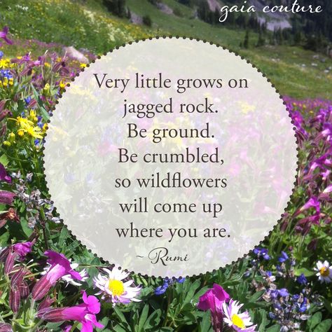 Rebirth Quotes, Spring Equinox, Yoga Quotes, Happy Spring, Love Words, Rumi, Cool Words, Wild Flowers, Affirmations