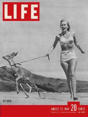 Life Magazine cover, August 23, 1948, woman with a pet deer. Pet Deer, Magazine Front Cover, Life Magazine Covers, Life Cover, Look Magazine, Poster Ads, Time Magazine, Norman Rockwell, Vintage Life