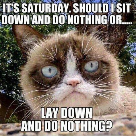 It's Saturday. Saturday Quotes Funny, Saturday Memes, Saturday Morning Quotes, Saturday Humor, Saturday Quotes, Funny Memes About Life, Morning Memes, Weekend Quotes, Happy Sunday Quotes