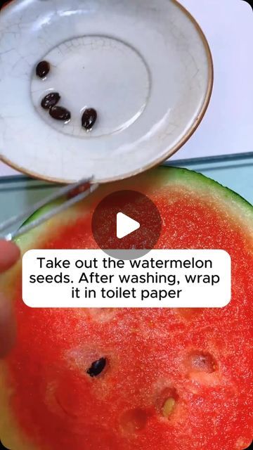 Plant Lovers on Instagram: "Tips for growing delicious watermelons #backyardgardening #gardeninglife #vegetablegardening #vegetablegarden #gardeningtips #gardeninglove #organicgardening #gardensofinstagram #gardenideas #urbangardening #gardeningistherapy #gardeninggoals #homegardening #gardeninspiration #lovegardening #gardeningisfun #countrygarden #veggiegarden #happygardening" Grow Foods, Planting Veggies, Grow Watermelon, How To Grow Watermelon, Gardening Tricks, Plant Tips, Bucket Gardening, Homemade Pudding, Outdoor Designs