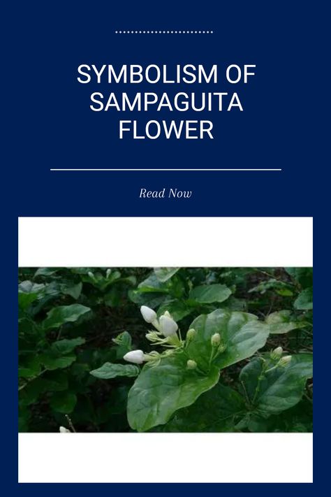 The Sampaguita flower is the national flower of the Philippines, celebrated for its rich cultural symbolism. It embodies love, fidelity, devotion, purity, and divine hope within Filipino culture. This lovely blossom not only accentuates beauty but also represents lasting dedication in relationships and commitments. Whether used for garlands or traditional offerings, the Sampaguita showcases its importance in festivals and ceremonies Filipino National Flower, Sampaguita Flower, Flower Symbolism, Selfless Love, National Flower, Filipino Culture, Flower Meanings, Art And Literature, Religious Ceremony