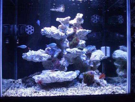 rockscape Seahorse Aquarium, Seahorse Tank, Reef Aquascaping, Reef Tank Aquascaping, Saltwater Aquarium Setup, Nano Reef Tank, Coral Aquarium, Aquarium Set, Saltwater Aquarium Fish