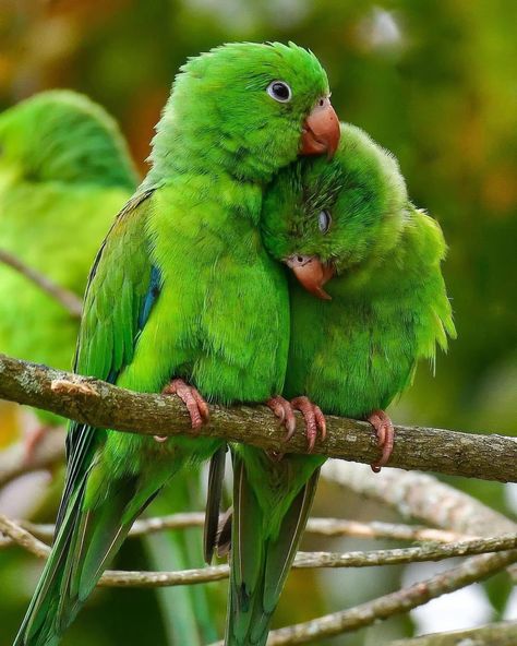 #wildlife #naturephotography #animallovers #outdooradventures #conservation #beautifulnature #animalsofinstagram #naturelover #exploretheworld #wildlifephotography #naturegram #naturelovers #animalworld #landscapephotography #natureaddict #naturebeauty #animalplanet #naturecaptures #adventureawaits #earthfocus Birds, Green, On Instagram, Instagram