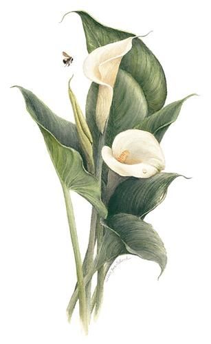 Calla Lily Botanical Illustration, Calla Lily Illustration, Lily Illustration, Botanical Artists, Lilies Drawing, Arum Lily, Vintage Botanical Prints, Watercolor Flowers Paintings, Illustration Vintage