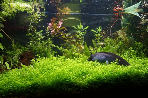 Axolotl in Planted Aquarium. Lots of soft plants is great for the axolotl and very beautiful Axolotl Planted Tank, Planted Axolotl Tank, Axolotl Aquascape, Axolotl Aquarium Ideas, Axolotl Tank Ideas Aquarium, Axolotl Enclosure, Natural Aquarium Ideas, Axolotl Tank Ideas, Aquarium Grass