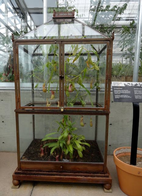 Indoor Glass Greenhouse, Tropical Terrarium Plants, Botanical Goth, Tropical Conservatory, Gothic Greenhouse, Botanical House, Garden Water Features, Features Aesthetic, Wardian Case