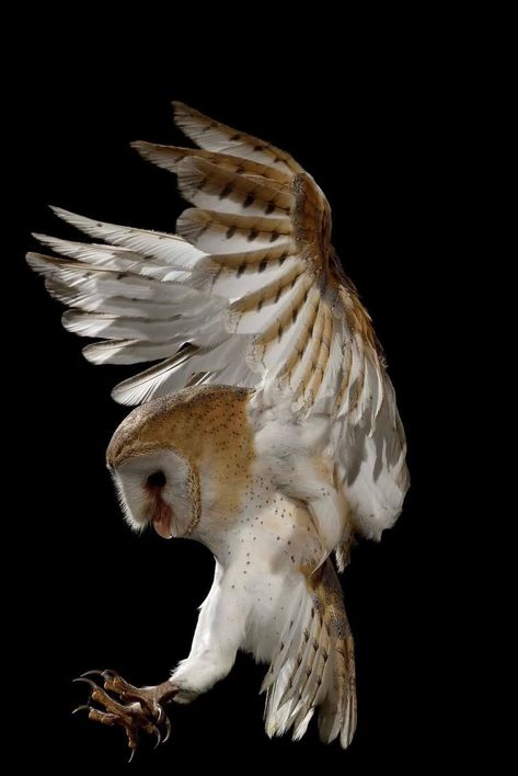 Barn Owl Tattoo, Owl Wings, Owl Photography, Owl Artwork, Owl Tattoo Design, Owl Photos, Owls Drawing, Owl Pictures, Owl Tattoo