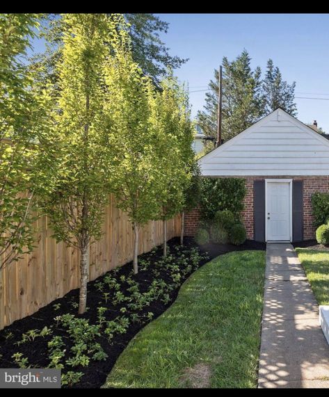 Shared Driveway Divider Fence, Tree Lined Fence Backyards, Landscaping Fence Line, Minimal Front Yard Landscaping, Landscaping Against Fence, Shrubs For Landscaping, Narrow Garden, Columnar Trees, Driveway Entrance