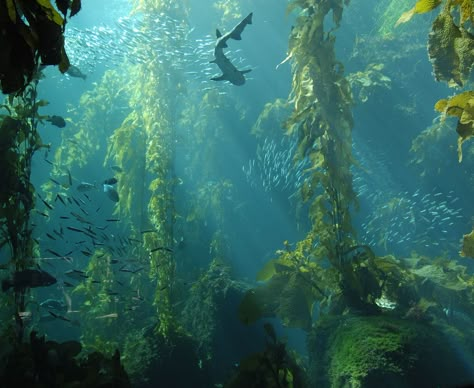 Big Reef Tank at Monterey Bay Aquarium | Explore Wood's Ston… | Flickr - Photo Sharing! Reef Aesthetic, Ocean Life Photography, Silly Fish, Aquarium Photos, Fish Photo, Big Aquarium, Kelp Forest, Ocean Reef, Monterey Bay Aquarium