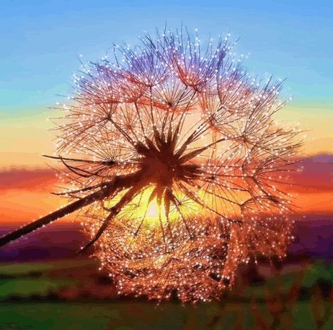 giphy.gif 480×475 pixels Dandelion Gif, Beau Gif, Foto Tips, Photography Subjects, Jolie Photo, Pics Art, Beautiful Photography, 그림 그리기, Nature Beauty