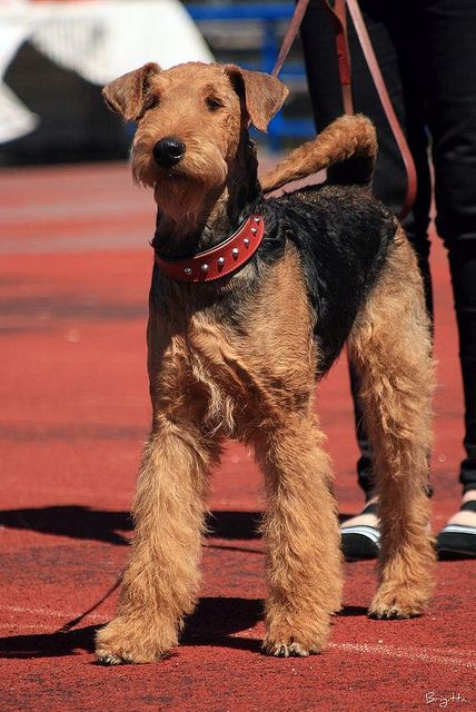 Airdel Terrier, Airedale Terrier Puppies, Airedale Dogs, Airedale Terriers, Irish Terrier, Terrier Breeds, Medium Dog, Animals Dogs, Beautiful Dog