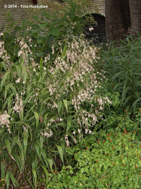 Inland Sea Oats, Chile Pequin, French Cottage Garden, House Garden Landscape, Texas Plants, Texas Native Plants, Front Flower Beds, Sea Oats, Growing Rosemary