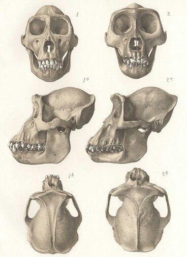 Gorilla and chimp skull Ape Anatomy, Gorilla Anatomy, Skeleton Pics, Creature Reference, Human Skeleton Anatomy, Bigfoot Art, Skull Reference, Cat Anatomy, Animal Skeletons