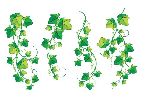 Climbing Poison Ivy Plant isolated on White Background Climbers Plants, Poison Ivy Plant, Poison Ivy Vine, Ivy Draw, Ivy Plant Indoor, Poison Ivy Plants, Ivy Tattoo, Ivy Flower, Vine Drawing