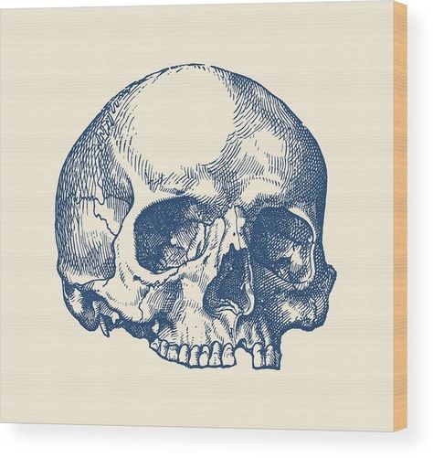 Human Skull Drawing, Anatomy Prints, Bone Drawing, Vintage Anatomy, Skull Anatomy, Skull Reference, Simple Skull, Ipad Snap, Skulls Drawing