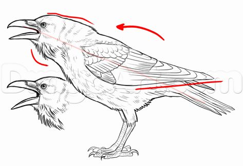 Before we start drawing, let's see which are the main differences between two similiar Corvids: crow and raven. Description from dragoart.com. I searched for this on bing.com/images Crow Drawing Tutorial, Birds Drawing Tutorial, How To Draw Crow, Raven Sketch, Raven Drawing Sketch, Crow Drawing, Crows Drawing, Raven Bird, Crow Art