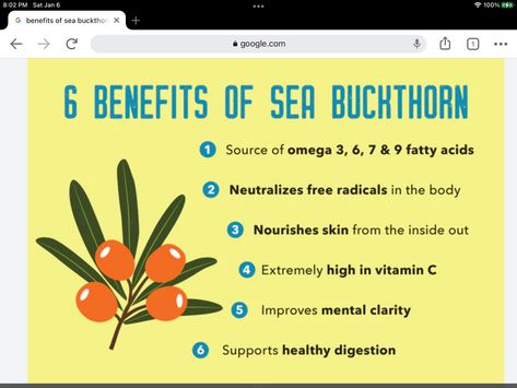 Buckthorn Benefits, Sea Buckthorn Benefits, Face Health, Essential Oils Herbs, Sea Buckthorn Oil, Healthy Grocery List, Herbs For Health, Sea Buckthorn, The Himalayas