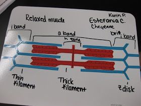 Muscle Contraction Modeling - Sliding Filament Theory with paper cutouts and whiteboards. Muscle Contraction Model, Sliding Filament Theory Model, Sliding Filament Theory, High School Science Activities, Human Body Systems Projects, Body Systems Project, Ramadan Dp, Anatomy Physiology, Exercise Physiology