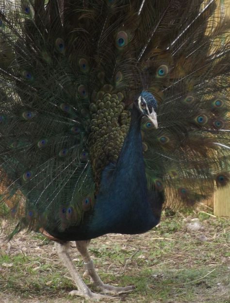 Midnight (black) Peacock Peacock And Peahen, Wild Chicken, Bird Peacock, Indian Peacock, Peacock Images, Peacock Pictures, Black Peacock, Rock River, Peacock Bird