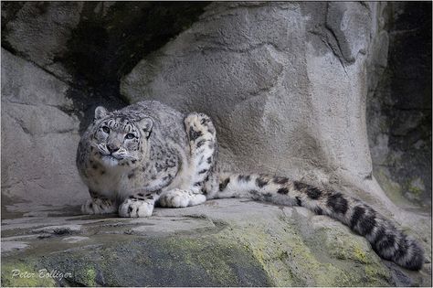 Peter Bolliger "Long tail" Female Snow leopard - Zoo Zürich, Switzerland 2013 Snow Leopard Oc, Nature Aesthetics, Animal Reference, Exotic Animals, Small Cat, Big Cat, Sharing Board, Snow Leopard, Leopards