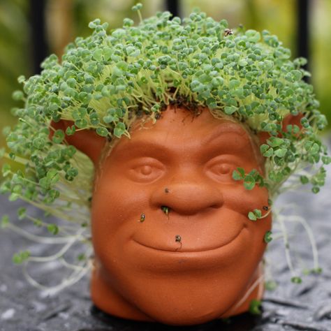 Yes, The Chia Seeds You Eat Are The Same Ones That Grow On Chia Pets Chia Seed Plant, Chia Seed Nutrition, Benefits Of Chia Seeds, Nutrition 101, Benefits Of Chia, Something Green, Seeds Benefits, Tattoo Plant, Chia Pet