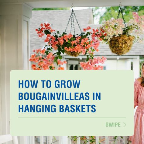 By following these tips, you can grow beautiful and healthy bougainvilleas in hanging baskets and enjoy their vibrant colours and stunning blooms. 🌸 Read more about how to grow Bougainvilleas in hanging baskets here → https://www.searlesgardening.com.au/articles/how-to-grow-bougainvilleas-in-hanging-baskets Bougainvillea Hanging Basket, Calibrachoa Hanging Basket, Hanging Bougainvillea, Balcony Oasis, Plastic Hanging Baskets, Plants In Baskets, Hanging Flower Baskets, Plant Basket, Flower Gardens