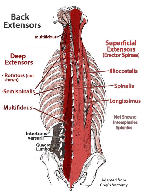 Muscles , 7 Deep Muscles Of Back Anatomy : Deep Muscles Of Lower Back Paraspinal Muscles, Lower Back Anatomy, Muscles Anatomy, Muscle Diagram, Psoas Release, Anatomy Images, Bolesti Chrbta, Anatomy Physiology, Lower Back Muscles