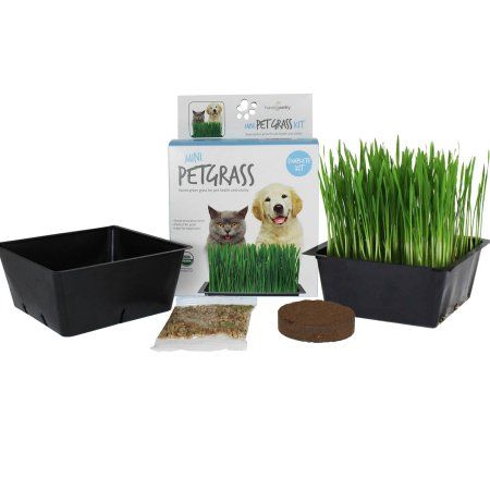 Mini Organic Pet Grass Kit - Grow Wheatgrass for Pets: Dog, Cat, Bird, Rabbit, More - Includes Trays, Soil, Wheat Grass Seeds, Instructions Indoor Cat Garden, Cat Grass Planter, Growing Wheat Grass, Pet Grass, Pallas's Cat, Cat Bird, Cat Grass, Rare Cats, Indoor Pets