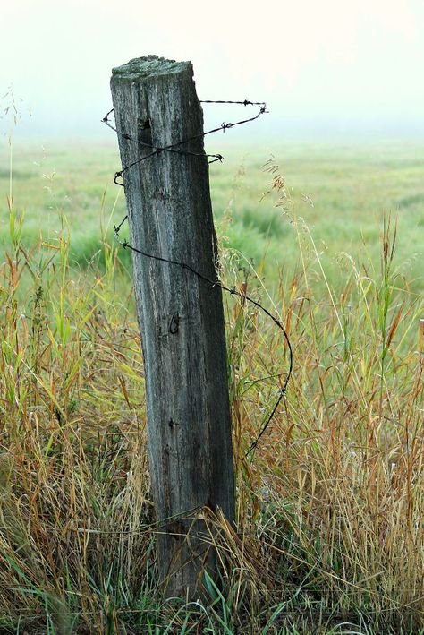 Foggy Field, Cedar Fence Posts, Farm Fences, Wire Fences, Barbed Wire Fence, Cedar Fence Ideas, Barbed Wire Fencing, Country Fences, Timber Fencing