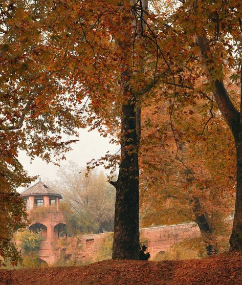 Autumn is the most beautiful season in the paradise Kashmir. The Paradise, Tree Trunk, Paradise, Most Beautiful, Plants, Quick Saves