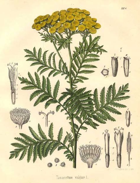 The Essential Herbal Blog: Tansy Botanic Prints, Tanacetum Vulgare, Magia Das Ervas, Herbal Plants, Healing Plants, Illustration Botanique, Herbal Healing, Herbs For Health, Wild Edibles